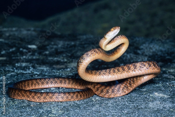 Obraz Australian Brown Tree Snake in striking stance