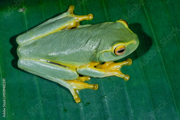 Obraz Australian Graceful Tree Frog resting on green leaf