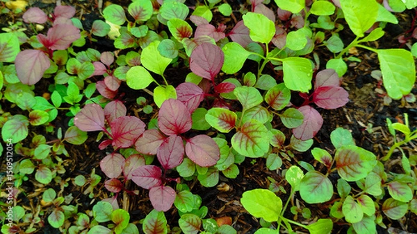 Fototapeta Seedings young plant Amaranthus viridis, Amaranthaceae red and Palmer Amaranth leaves vegetable fresh blooming in garden, nature food background
