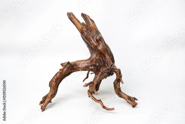 Fototapeta Artistic Natural Driftwood Root with Sharp Branches on White Background