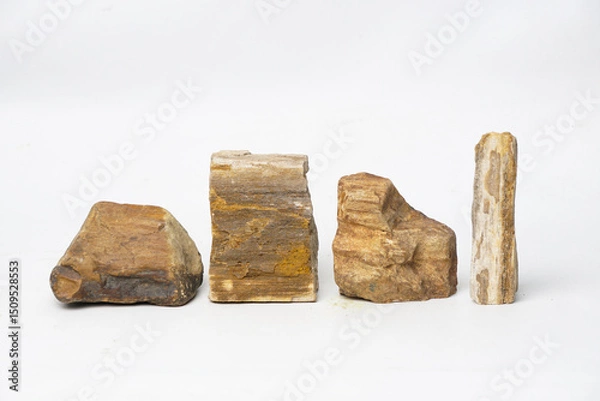 Fototapeta Collection of Petrified Wood Stone Specimens Isolated on White Background Fossilized Tree Trunks for Education Geology and Natural History Concepts