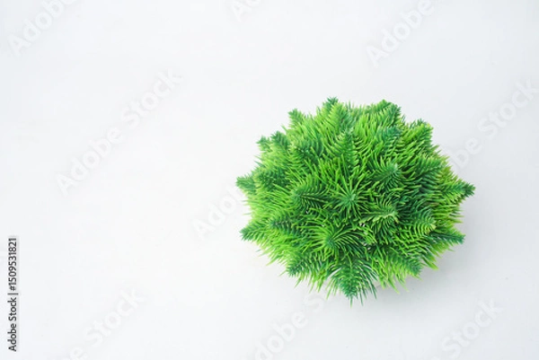 Fototapeta Top View of Artificial Pine Ball Plant on White Background – Minimalist Decorative Greenery for Interior Design and Visual Concepts