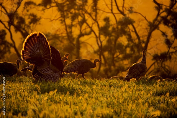 Obraz Wild turkeys silhouetted in a field at sunrise with distant trees