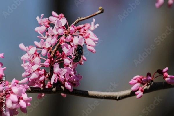 Fototapeta pink cherry blossom