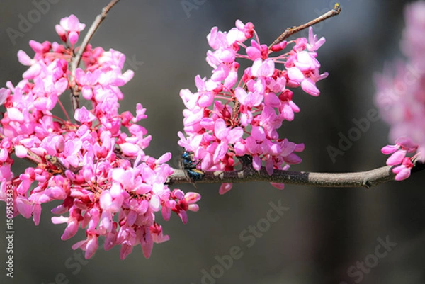 Fototapeta pink cherry blossom