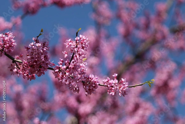 Fototapeta pink cherry blossom