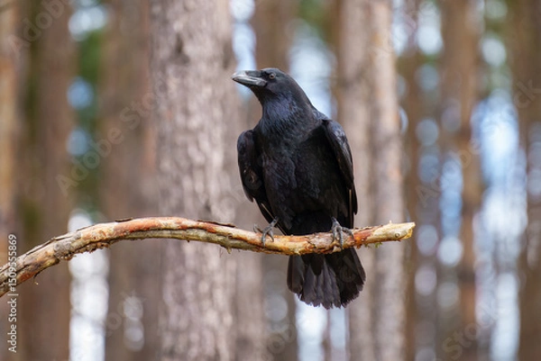 Fototapeta Portrait of Common Raven, Corvus corax. Often solitary or in pairs, but can gather in small groups. Typical call is a loud, guttural croak, but makes an astonishing variety of other strange noises. 
