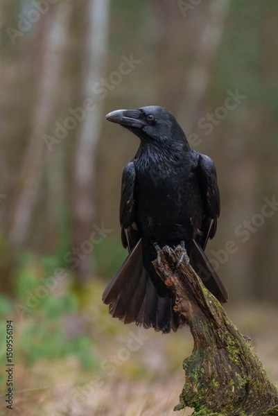 Fototapeta Portrait of Common Raven, Corvus corax. Often solitary or in pairs, but can gather in small groups. Typical call is a loud, guttural croak, but makes an astonishing variety of other strange noises. 
