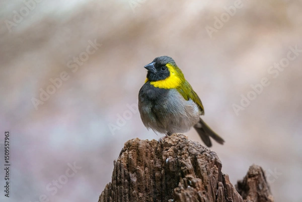 Fototapeta Cuban Grassquit, Phonipara canora. Endemic to Cuba, where it occurs in brushy woodlands and scrub at all elevations. 