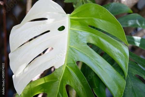 Fototapeta Tropical Variegated Monstera Leaf in Natural Garden Setting – Split Green and White Fenestrated Foliage Close-Up on Climbing Vine with Wooden Trellis Background