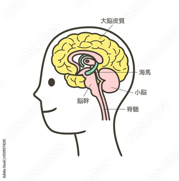 Obraz 人間の脳の部分とその名称の解説のイラスト2