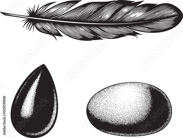 Obraz black feather rests beside two oval seeds creating a study in contrasting textures.
