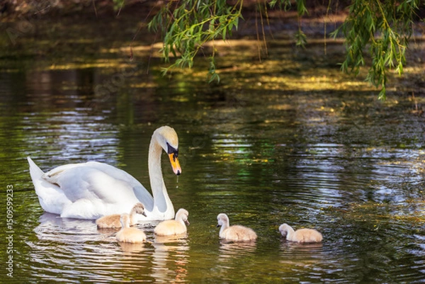 Fototapeta A closeup shot of an elegant white swan and its babies swimming in the pond