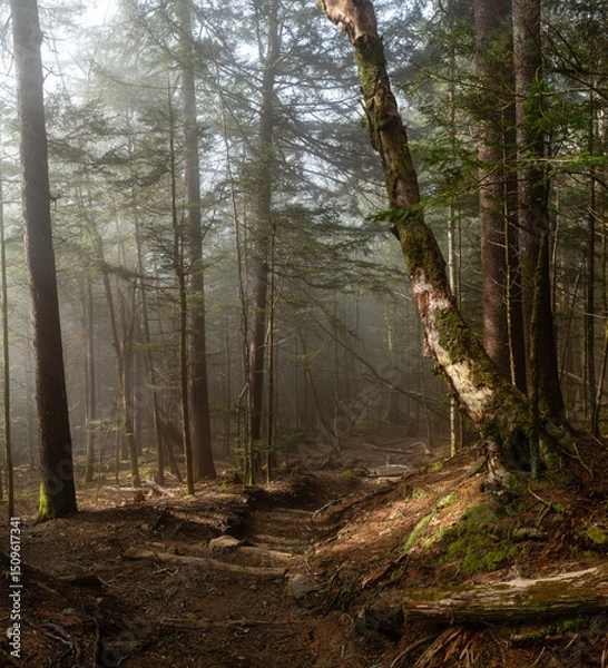 Fototapeta Foggy Morning Mountain Forest Trail with Evergreen Trees