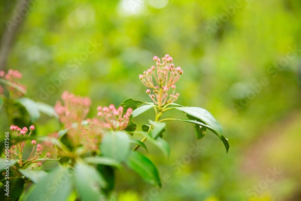 Fototapeta Pink Mountain Laurel Buds in Sunny Spring Forest