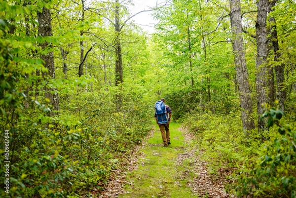 Fototapeta Father Walking Wooded Trail with Baby in Backpack