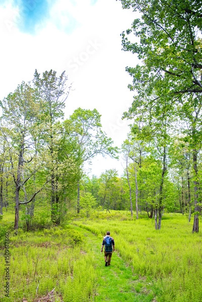 Fototapeta Father with Baby in Backpack Walking Down Forest Clearing Trail
