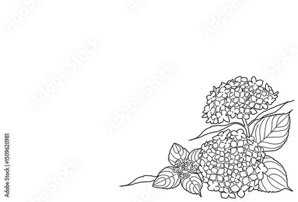 Obraz アジサイの線画イラストフレーム(横長)