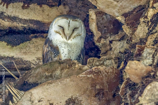 Fototapeta Close-up portrait of a sleepy Eastern Barn Owl (Tyto javanica) roosting on a palm tree. The typical white heart shaped facial disc making it one of the  most beautiful owls.