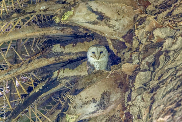 Fototapeta An Eastern Barn Owl (Tyto javanica) roosting on a palm tree. The typical white heart shaped facial disc making it one of the  most beautiful owls in Australia. This is a cosmopolitan owl.