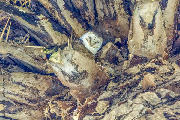 Fototapeta An Eastern Barn Owl (Tyto javanica) roosting on a palm tree, sleeping in daytime. The typical white heart shaped facial disc making it one of the  most beautiful owls in Australia. 