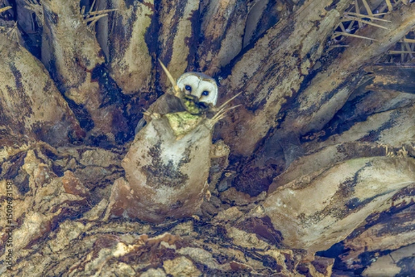 Fototapeta Peekaboo of an Eastern Barn Owl (Tyto javanica) roosting on a palm tree. The typical white heart shaped facial disc making it one of the  most beautiful owls in Australia. This is a cosmopolitan owl.