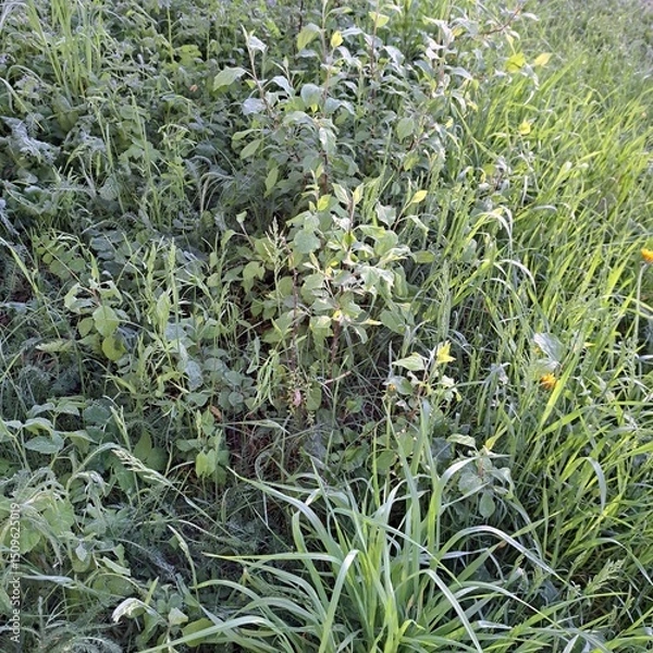 Obraz green grass in the garden