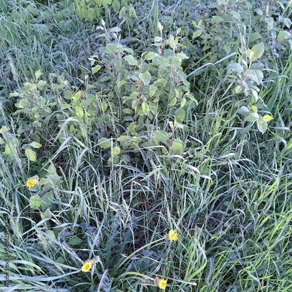 Obraz fresh green grass