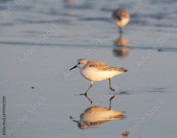 Obraz Sanderling (Calidris alba) in winter plumage with mirror reflection in water at sunset hours, Galveston, Texas, USA