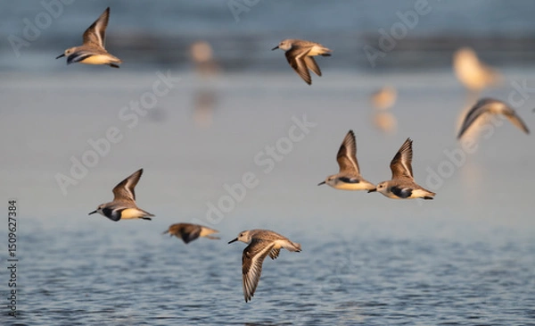Obraz Sanderlings (Calidris alba) flying over ocean, wings are in various wing positions, showcasing the dynamic motion