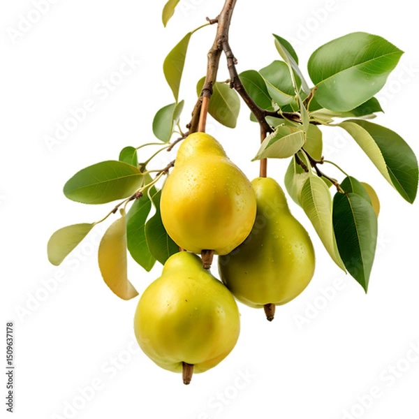 Fototapeta Natural Pears Hanging On Branch PNG Cutout Isolated On Transparent Backdrop Perfect For Food Illustrations
