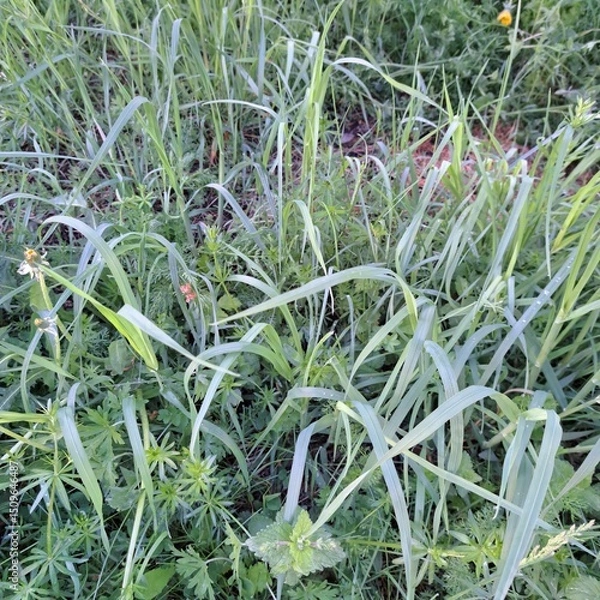 Obraz aloe vera plant