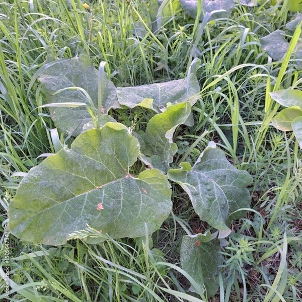 Obraz cabbage in the garden