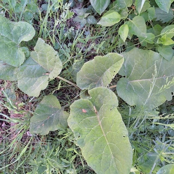 Obraz frost on a leaf