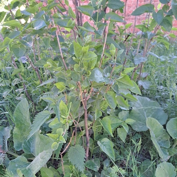 Obraz green cabbage plants