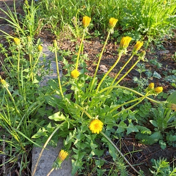 Obraz dandelions in the grass