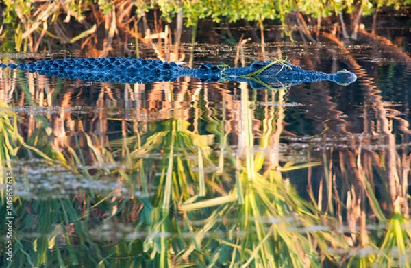 Obraz Salt water crocodile in Boomerang lagoon on the Mary river, Northern Territory, Australia.