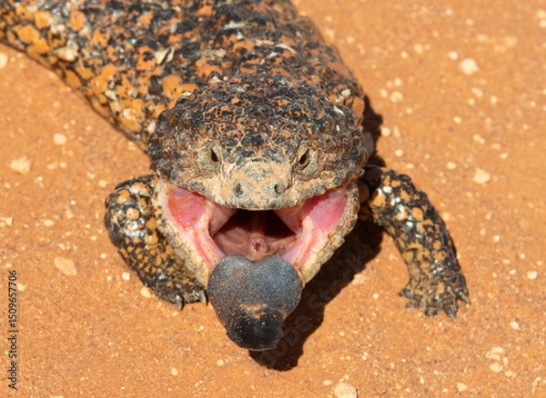 Obraz A shingle backed blue tongue lizard.