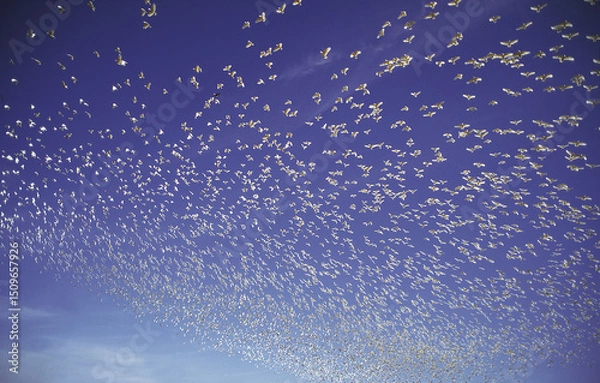 Obraz A huge flock of little Corellas fly over outback New South Wales, Australia.