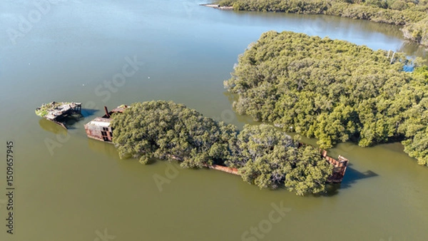 Obraz Sydney, Homebush Bay shipwreck SS Ayrfield covered in mangrove trees, originally launched as the SS Corrimal,