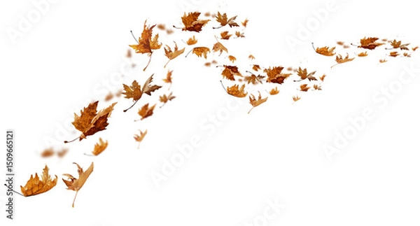 Fototapeta leaf leaves isolated autumn winter season background falling fall platanus tree wid air w