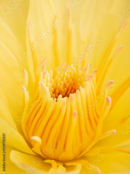 Obraz Fresh yellow color water lily