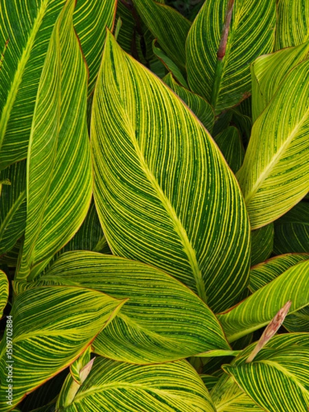 Obraz Fresh Golden Vein Cannas background