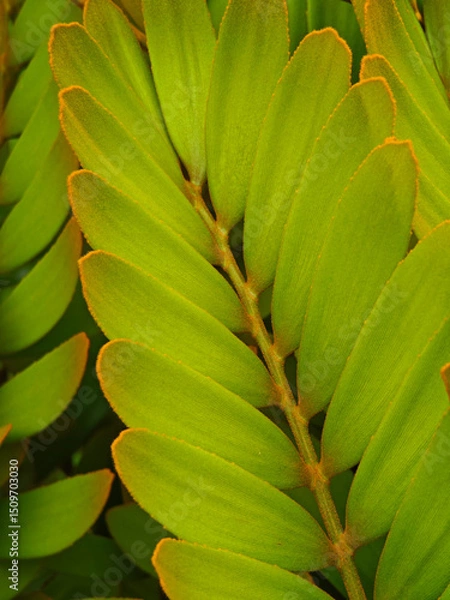 Fototapeta Fresh green color leaves close up background