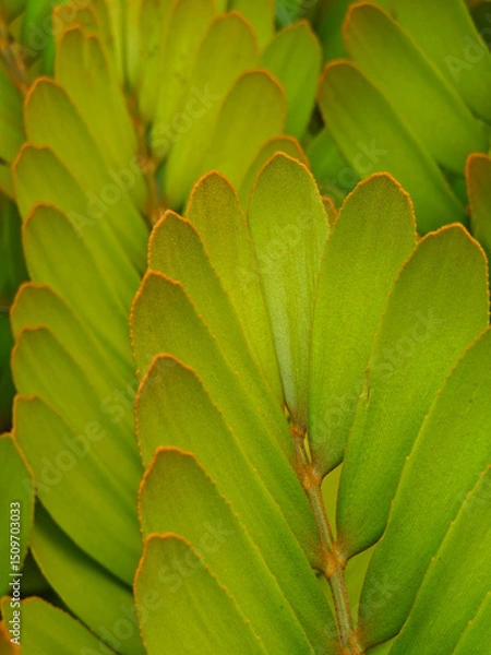 Fototapeta Fresh green color leaves close up background
