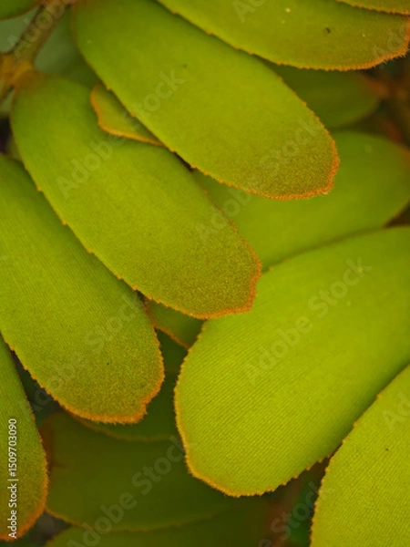 Fototapeta Fresh green color leaves close up background