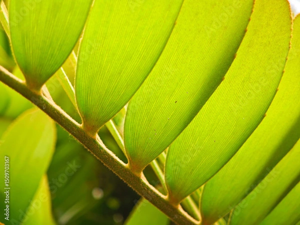 Fototapeta Fresh green color leaves close up background