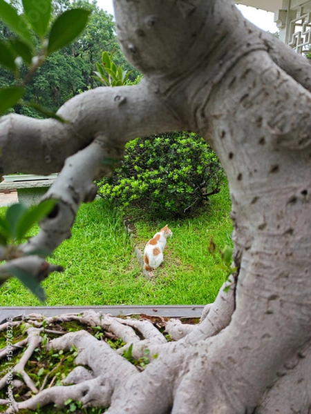 Fototapeta Old tree with wild cat