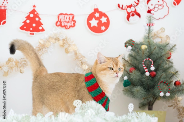 Obraz winter holiday and cat concept with british cat wear silk scarf and play with pine and christmas tree decorate background