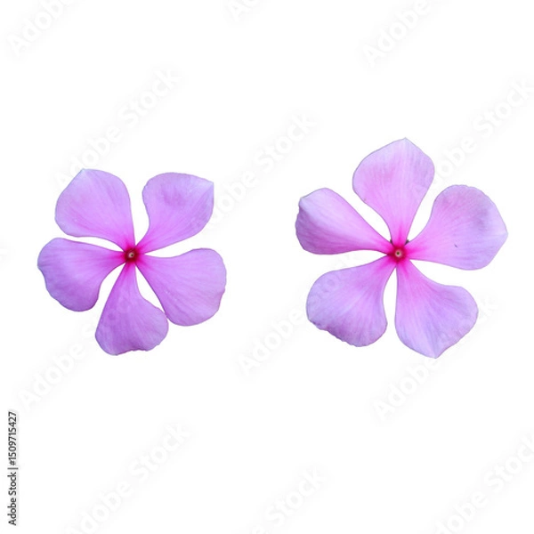 Obraz pink frangipani flower isolated